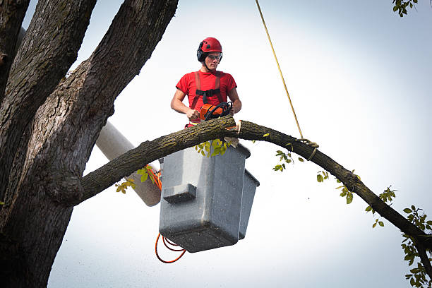 Best Tree and Shrub Care  in Creedmoor, NC