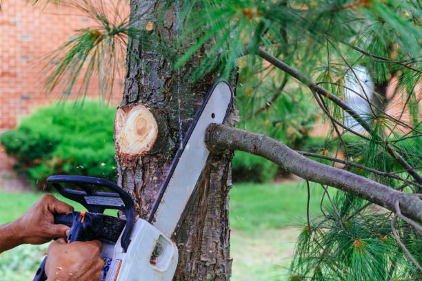 Best Stump Grinding and Removal  in Creedmoor, NC